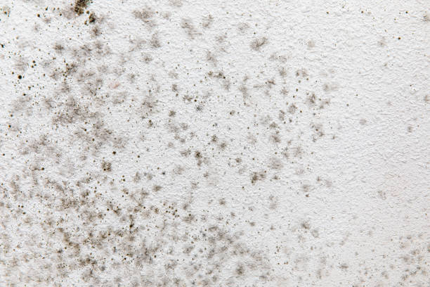 Mold Documentation for Insurance Claims in Ogden, IA